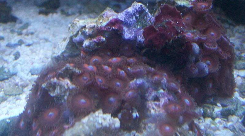 100 2958 - Large chunks of zoas!!!! Unbeatable prices!!!
