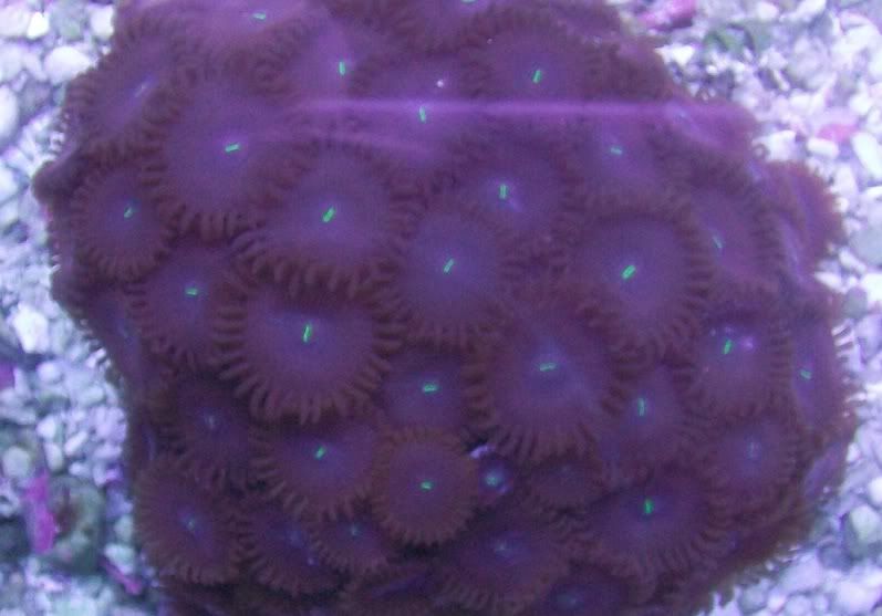 100 2965 - Large chunks of zoas!!!! Unbeatable prices!!!