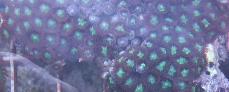 100 2966 - Large chunks of zoas!!!! Unbeatable prices!!!