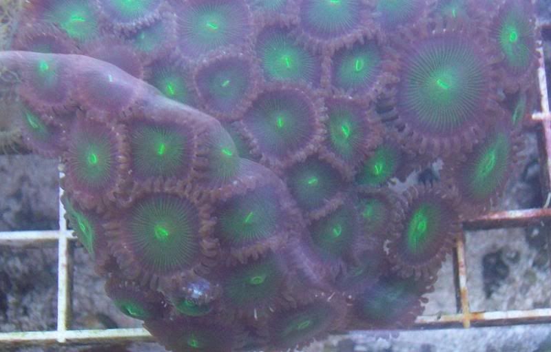 100 2967 - Large chunks of zoas!!!! Unbeatable prices!!!