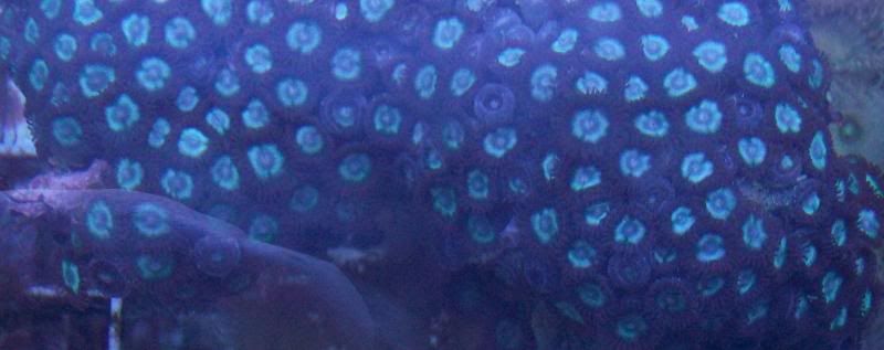 100 2968 - Large chunks of zoas!!!! Unbeatable prices!!!