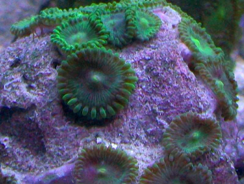 100 3067 - Did someone say zoas and sticks??? And a few other odds and ends?