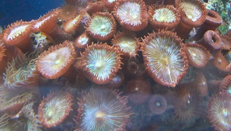 100 3069 1 - Did someone say zoas and sticks??? And a few other odds and ends?