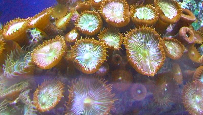 100 3069 - Large chunks of zoas!!!! Unbeatable prices!!!