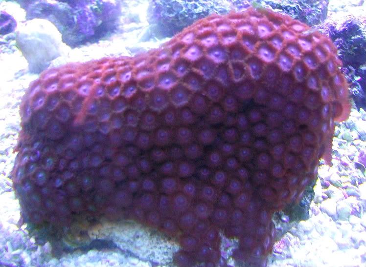 100 3071 - Large chunks of zoas!!!! Unbeatable prices!!!
