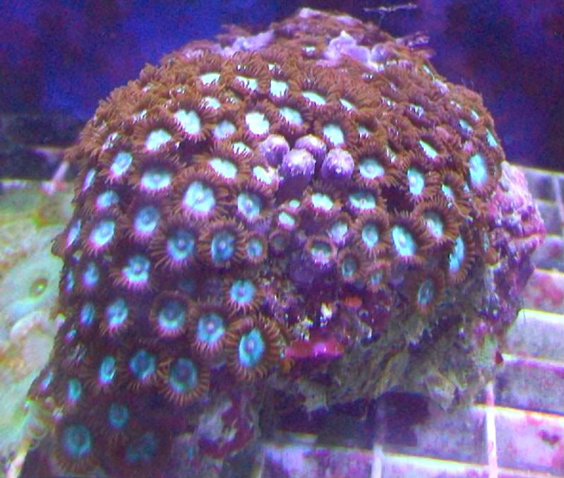 100 3088 - Large chunks of zoas!!!! Unbeatable prices!!!