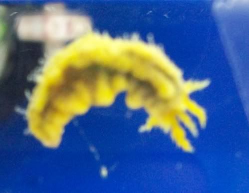 100 3089 - Inverts comonly available at The Fish Doctors Ypsilanti!!!