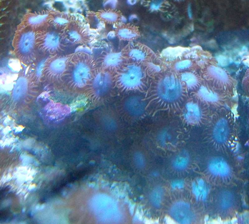 100 3098 - Large chunks of zoas!!!! Unbeatable prices!!!