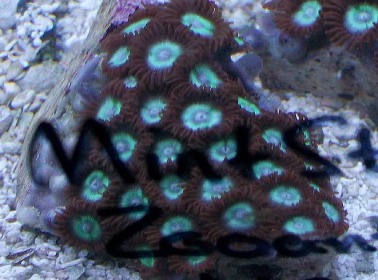 100 3130 - Did someone say zoas and sticks??? And a few other odds and ends?