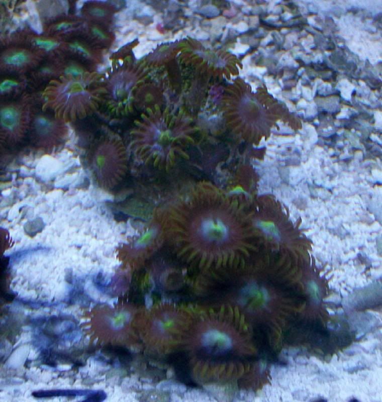 100 3131 - Did someone say zoas and sticks??? And a few other odds and ends?