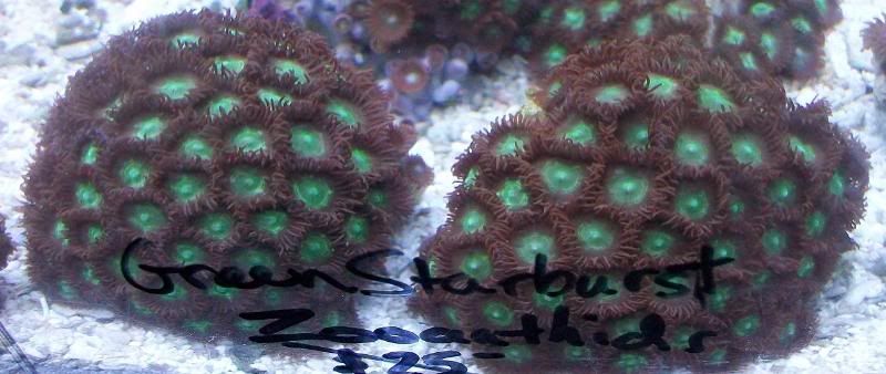 100 3132 - Did someone say zoas and sticks??? And a few other odds and ends?