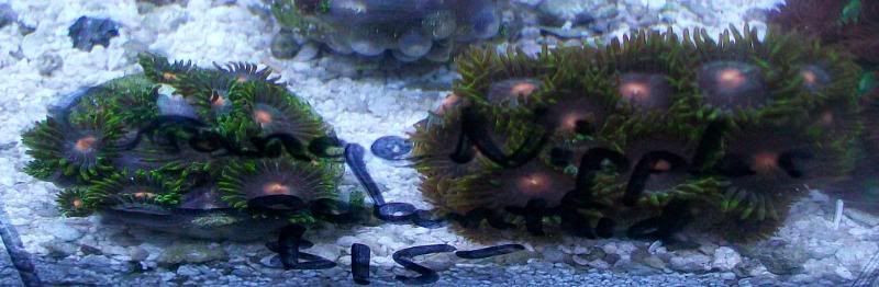 100 3133 - Did someone say zoas and sticks??? And a few other odds and ends?