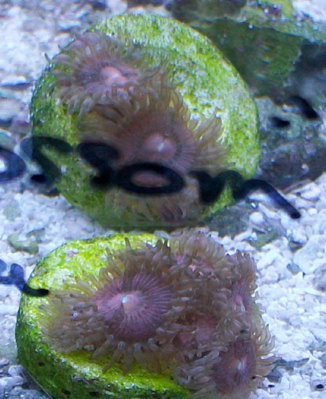 100 3134 - Did someone say zoas and sticks??? And a few other odds and ends?