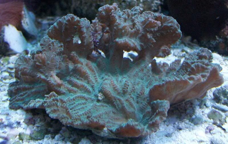 100 3138 - Sweet corals to be found at The Fish Doctors Ypsilanti!