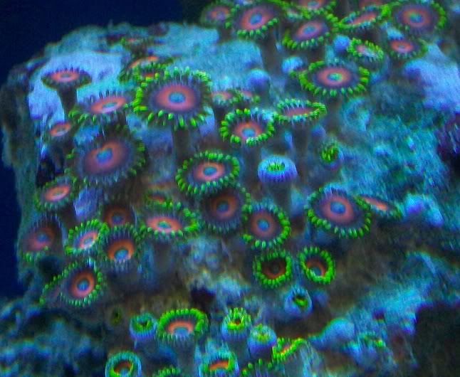 100 3139 - Did someone say zoas and sticks??? And a few other odds and ends?