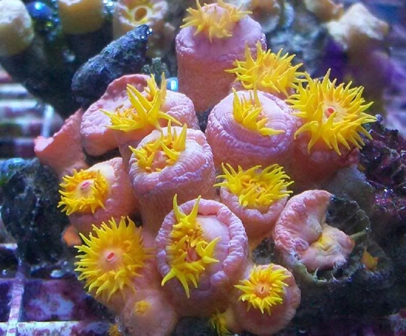 100 3140 - Sweet corals to be found at The Fish Doctors Ypsilanti!