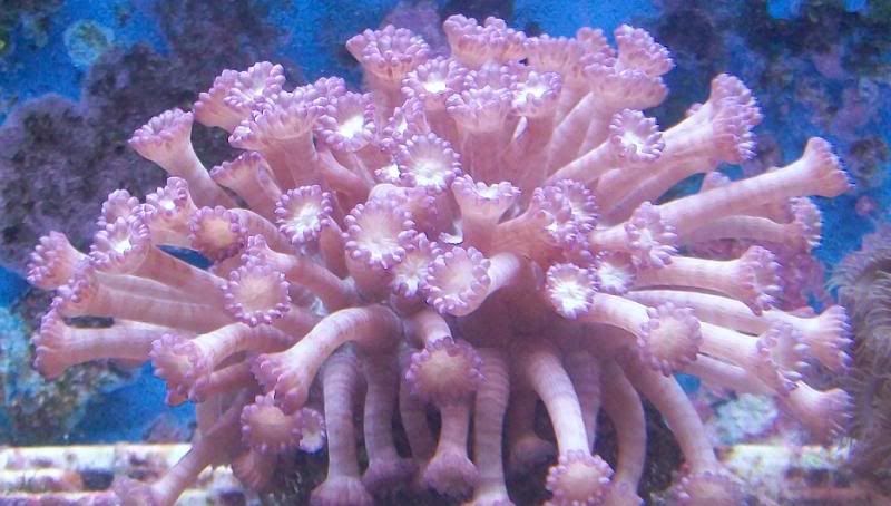 100 3141 - Sweet corals to be found at The Fish Doctors Ypsilanti!
