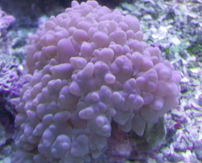 100 3144 - Sweet corals to be found at The Fish Doctors Ypsilanti!