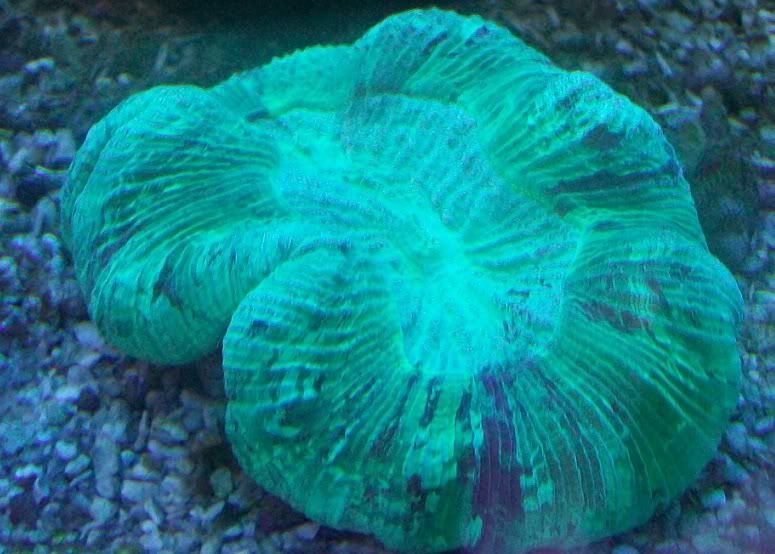 100 3145 - Sweet corals to be found at The Fish Doctors Ypsilanti!