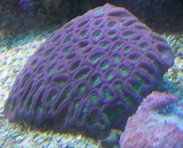 100 3146 - Sweet corals to be found at The Fish Doctors Ypsilanti!