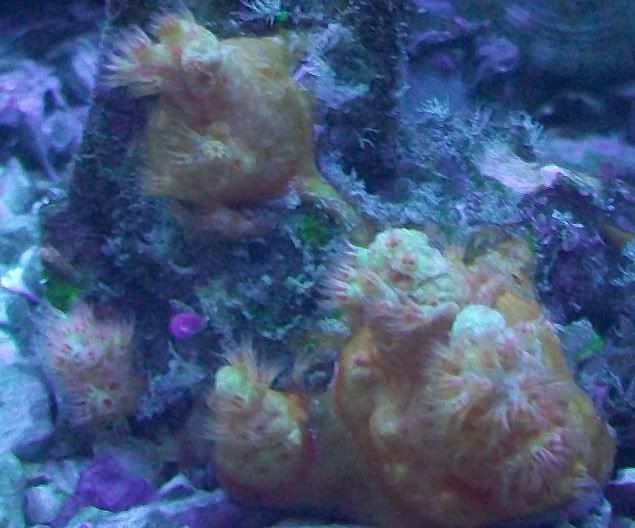 100 3184 - Sweet corals to be found at The Fish Doctors Ypsilanti!