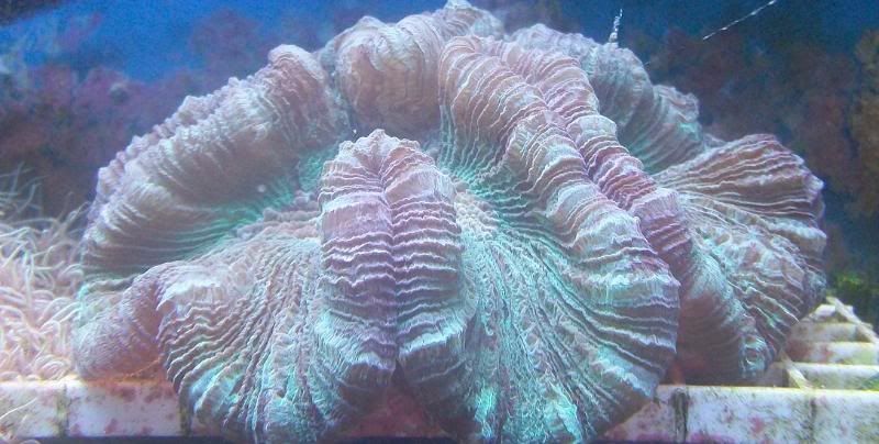 100 3185 - Sweet corals to be found at The Fish Doctors Ypsilanti!