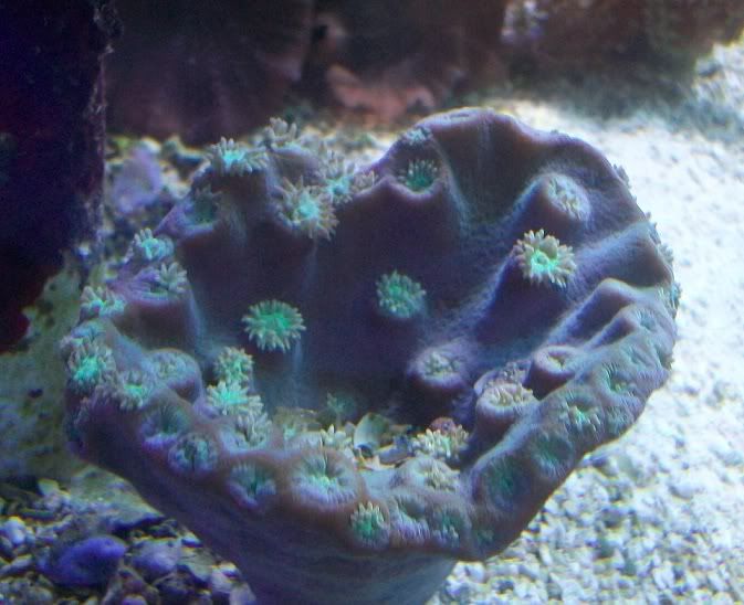 100 3191 - Sweet corals to be found at The Fish Doctors Ypsilanti!