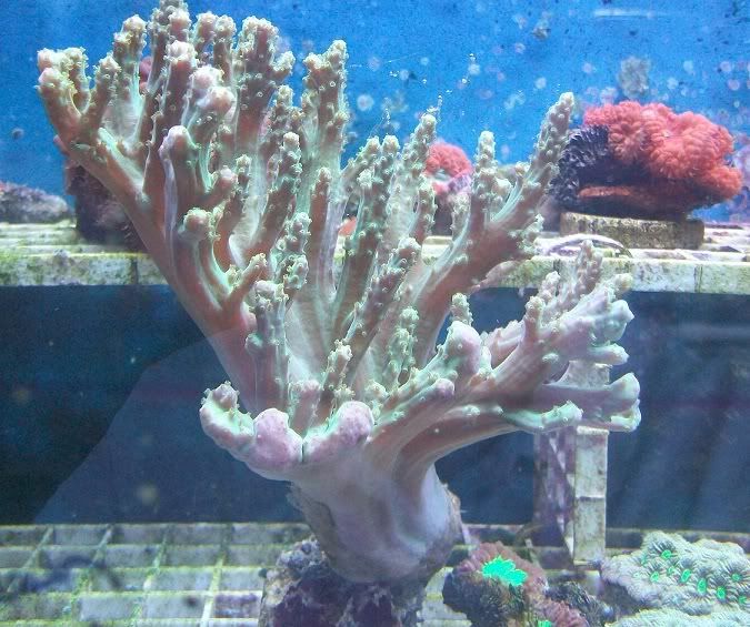 100 3192 - Sweet corals to be found at The Fish Doctors Ypsilanti!