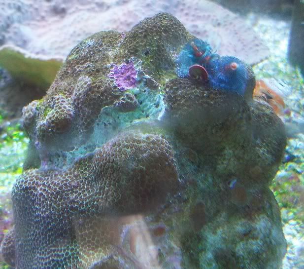 100 3203 - Sweet corals to be found at The Fish Doctors Ypsilanti!