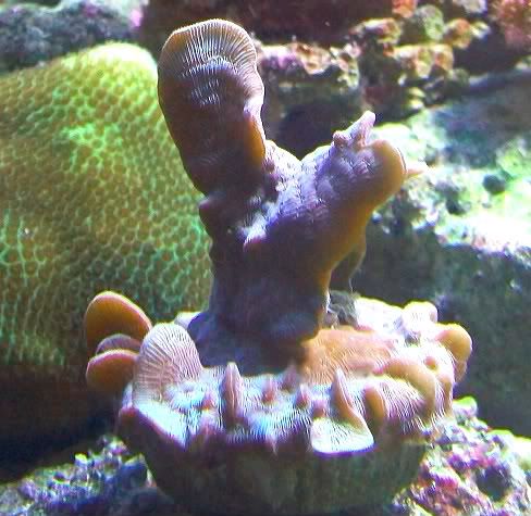 100 3241 - Did someone say zoas and sticks??? And a few other odds and ends?