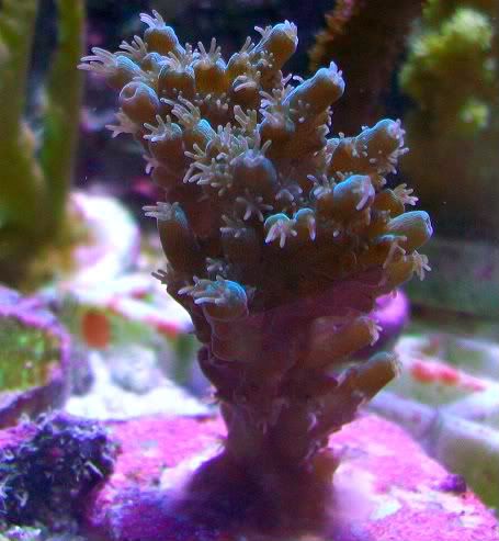 100 3242 - Did someone say zoas and sticks??? And a few other odds and ends?