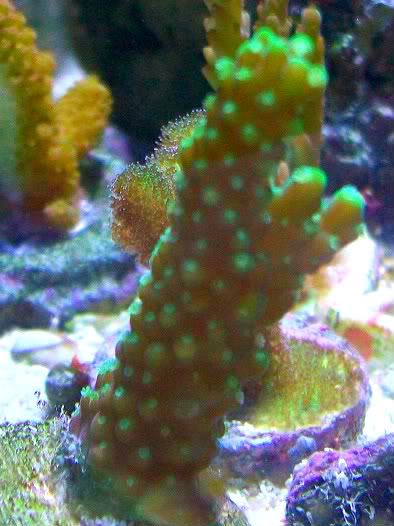 100 3243 - Did someone say zoas and sticks??? And a few other odds and ends?