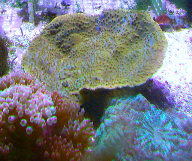 100 3674 - Corals, corals and more corals!!!! Sweet finds to be had in Ypsi!!