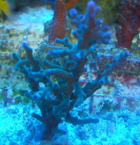 100 3795 - Nice additions to anyones coral collection!!