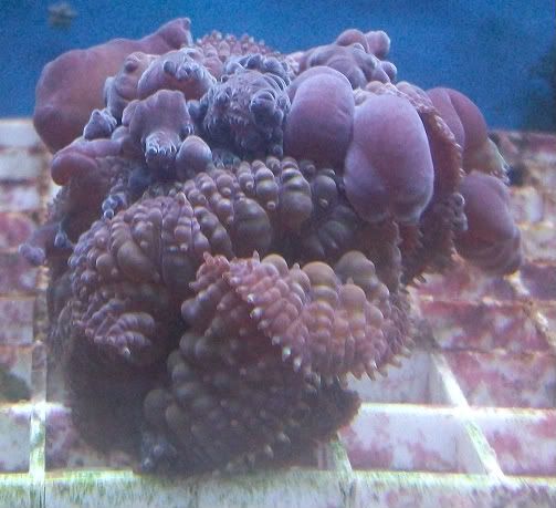 100 3798 - Nice additions to anyones coral collection!!