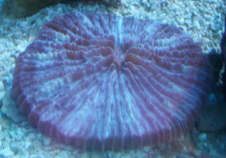100 3799 - Nice additions to anyones coral collection!!