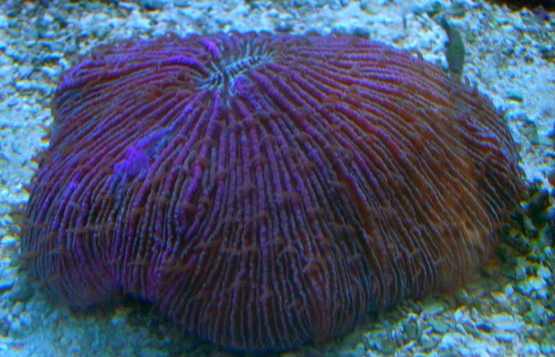 100 3825 - Nice additions to anyones coral collection!!