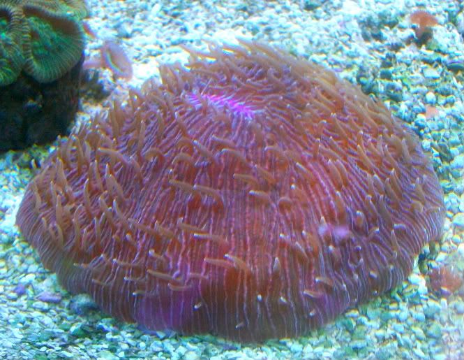 100 3827 - Nice additions to anyones coral collection!!