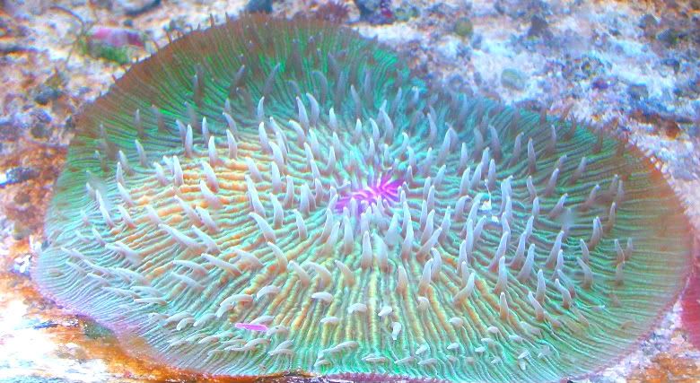 100 3831 - Nice additions to anyones coral collection!!