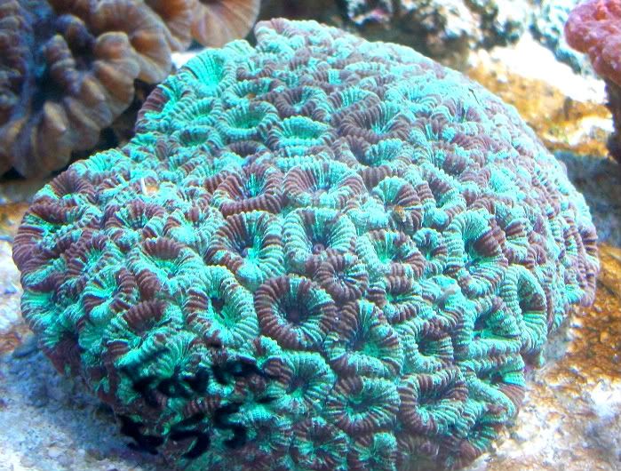 100 3836 - Nice additions to anyones coral collection!!