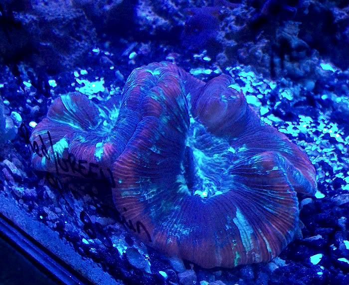100 4435 - Got a HUGE shipment of corals in, straight from Jakarta!!
