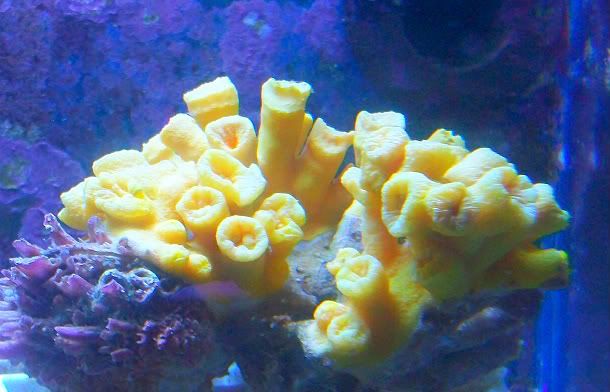 100 4439 - Got a HUGE shipment of corals in, straight from Jakarta!!