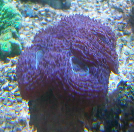 100 4441 - Got a HUGE shipment of corals in, straight from Jakarta!!