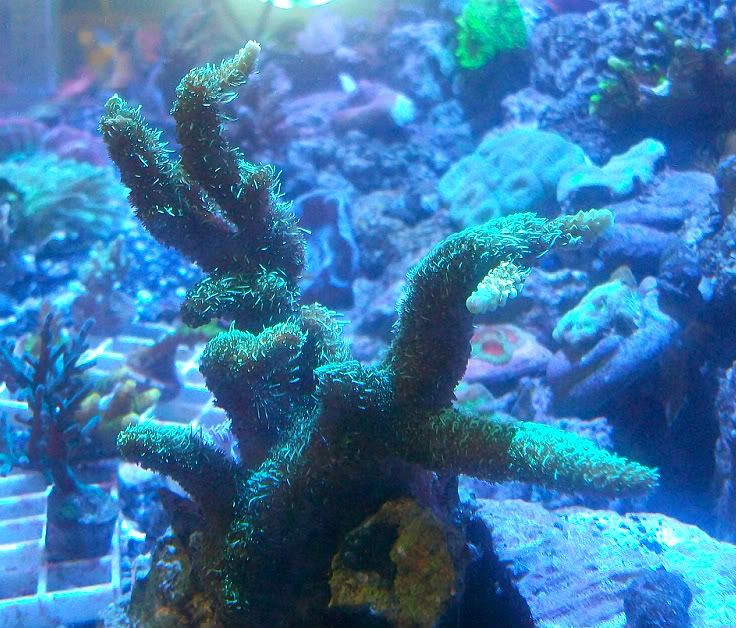 100 4443 - Got a HUGE shipment of corals in, straight from Jakarta!!