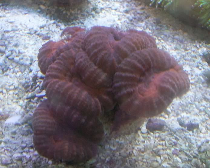 100 4446 - Got a HUGE shipment of corals in, straight from Jakarta!!