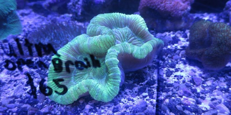 IMG 0460 - Sneak peak of some of this weeks corals in right now!