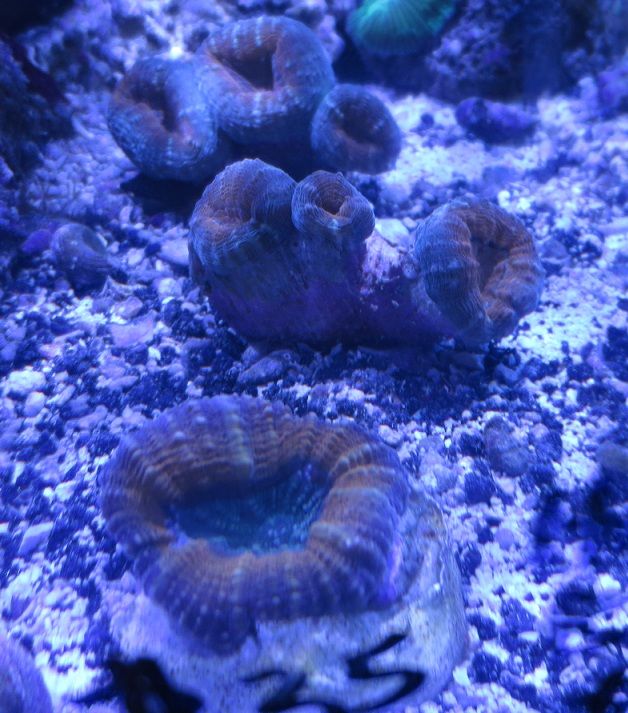 IMG 0461 - Sneak peak of some of this weeks corals in right now!