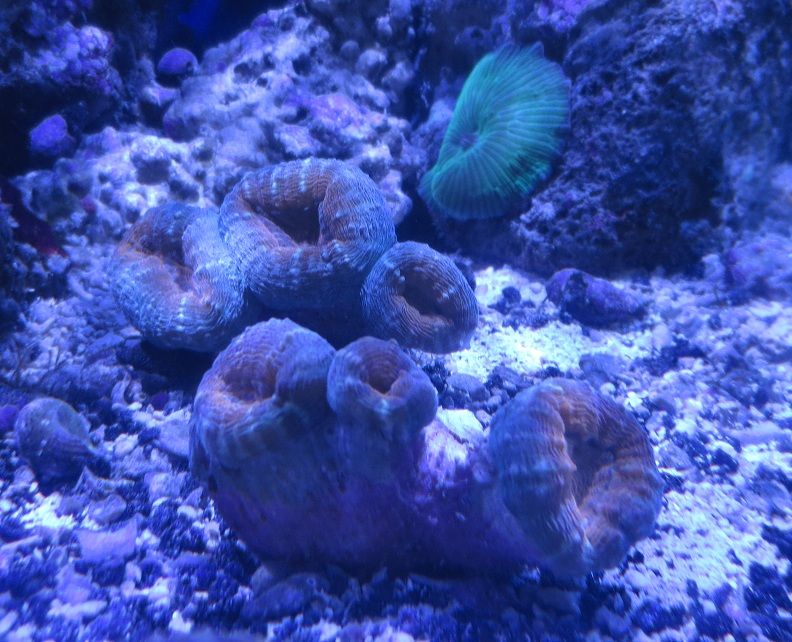 IMG 0462 - Sneak peak of some of this weeks corals in right now!