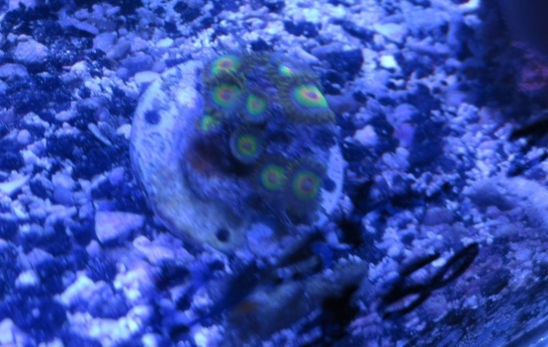 IMG 0463 - Sneak peak of some of this weeks corals in right now!