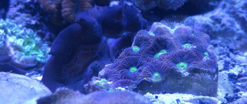 IMG 0464 - Sneak peak of some of this weeks corals in right now!